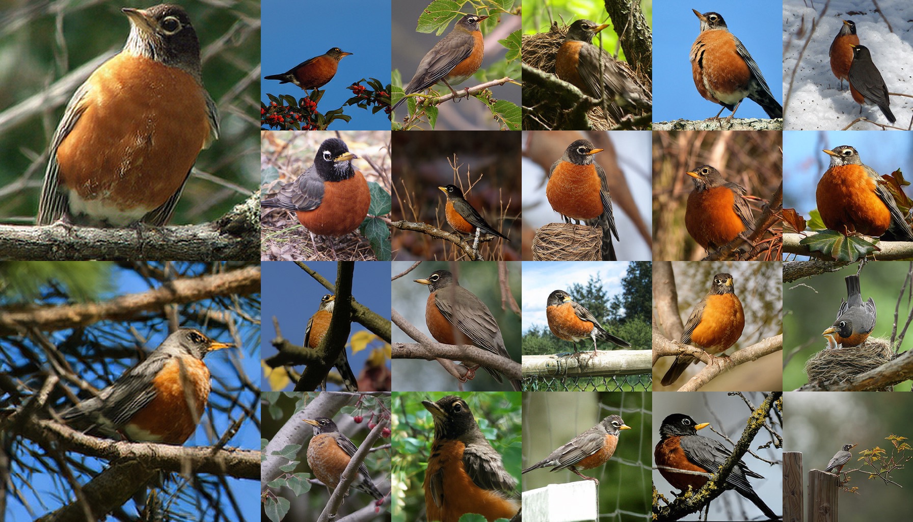 class 0015: robin, American robin