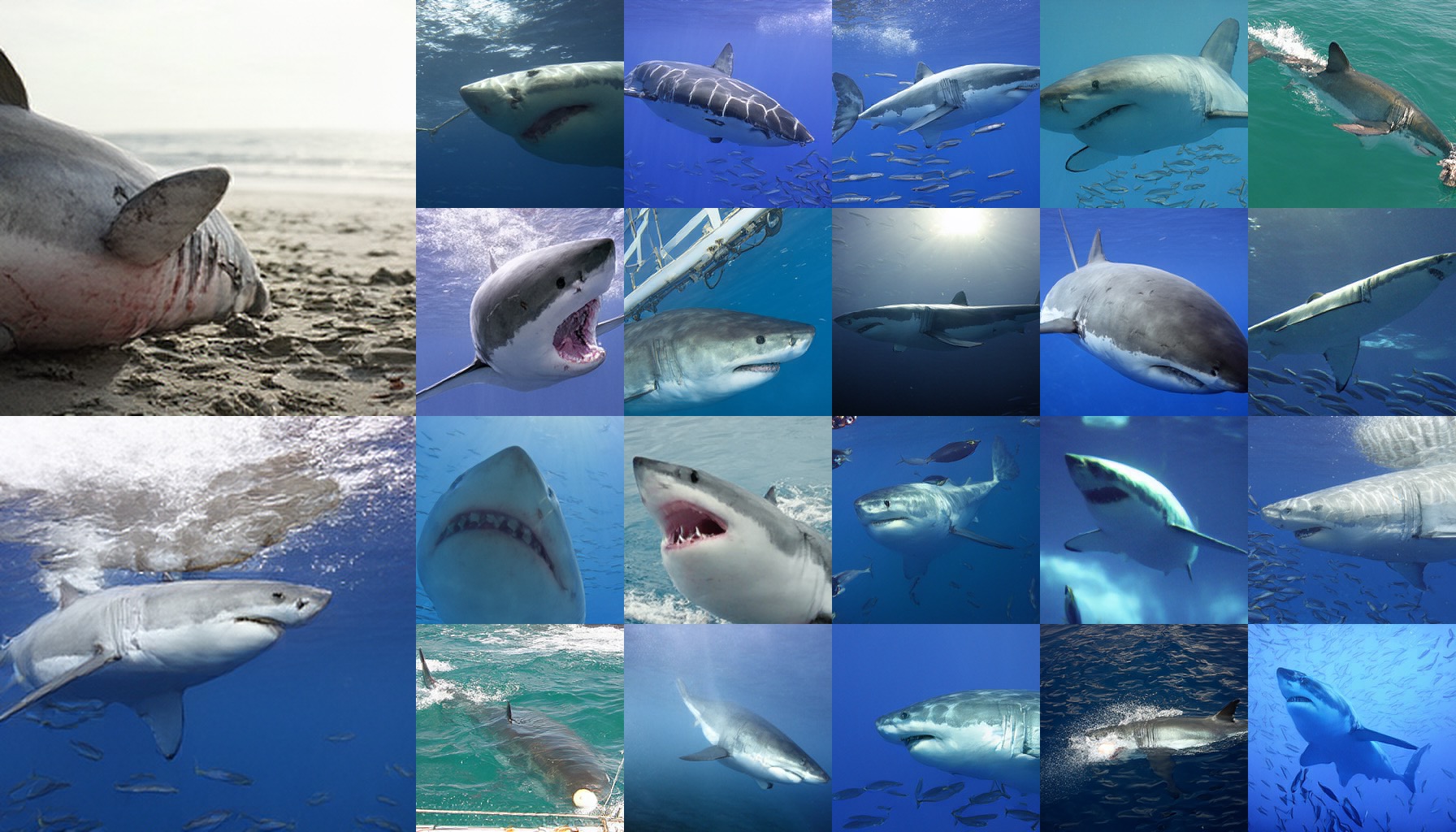 class 0002: great white shark, white shark