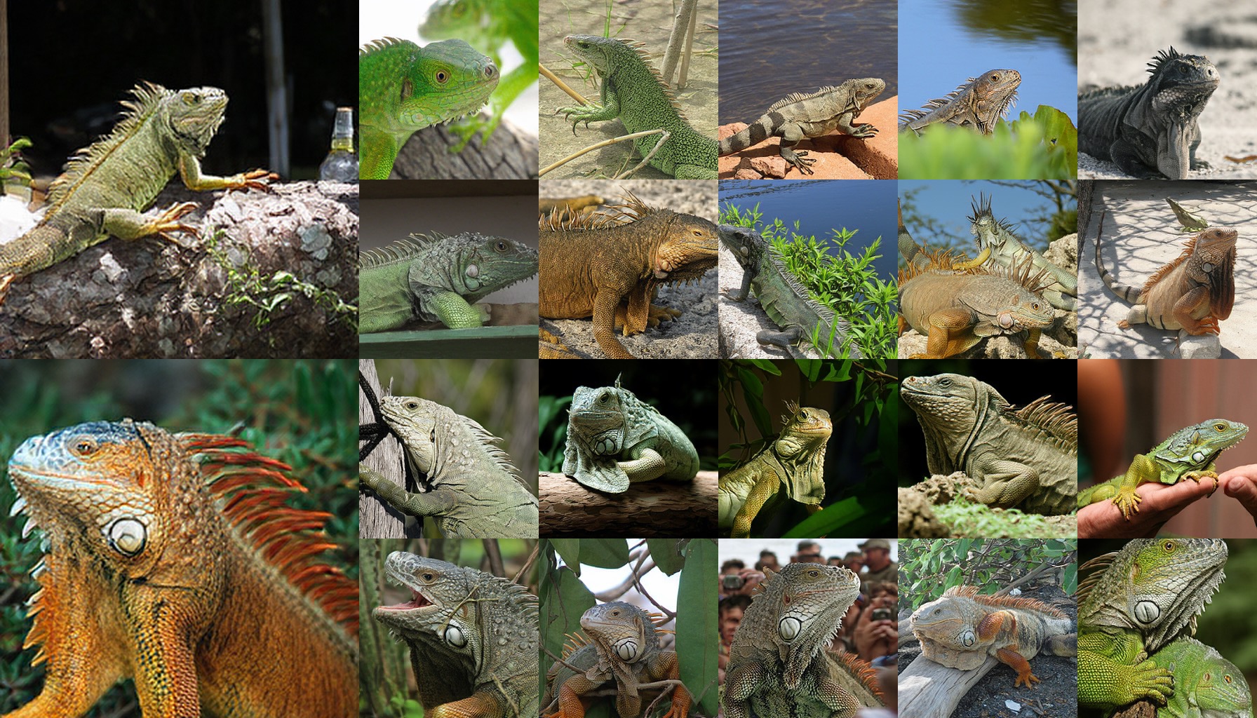 class 0039: common iguana, iguana
