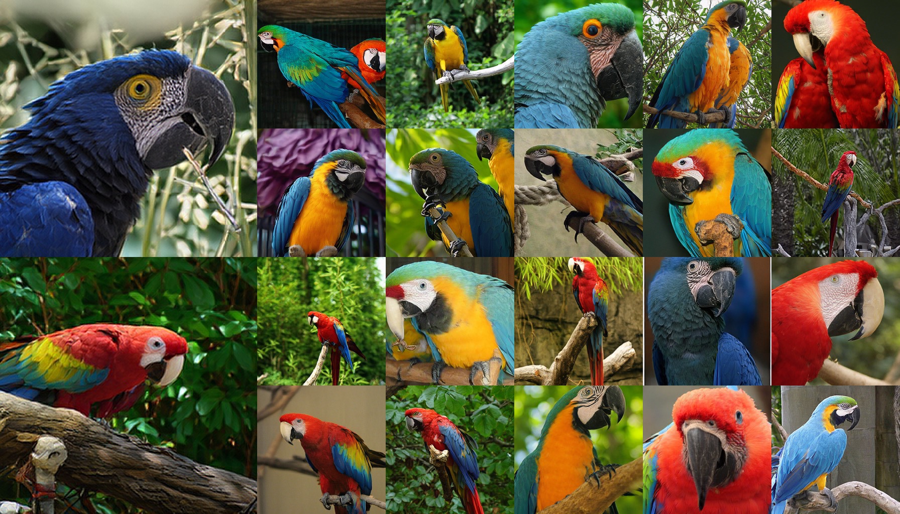 class 0088: macaw