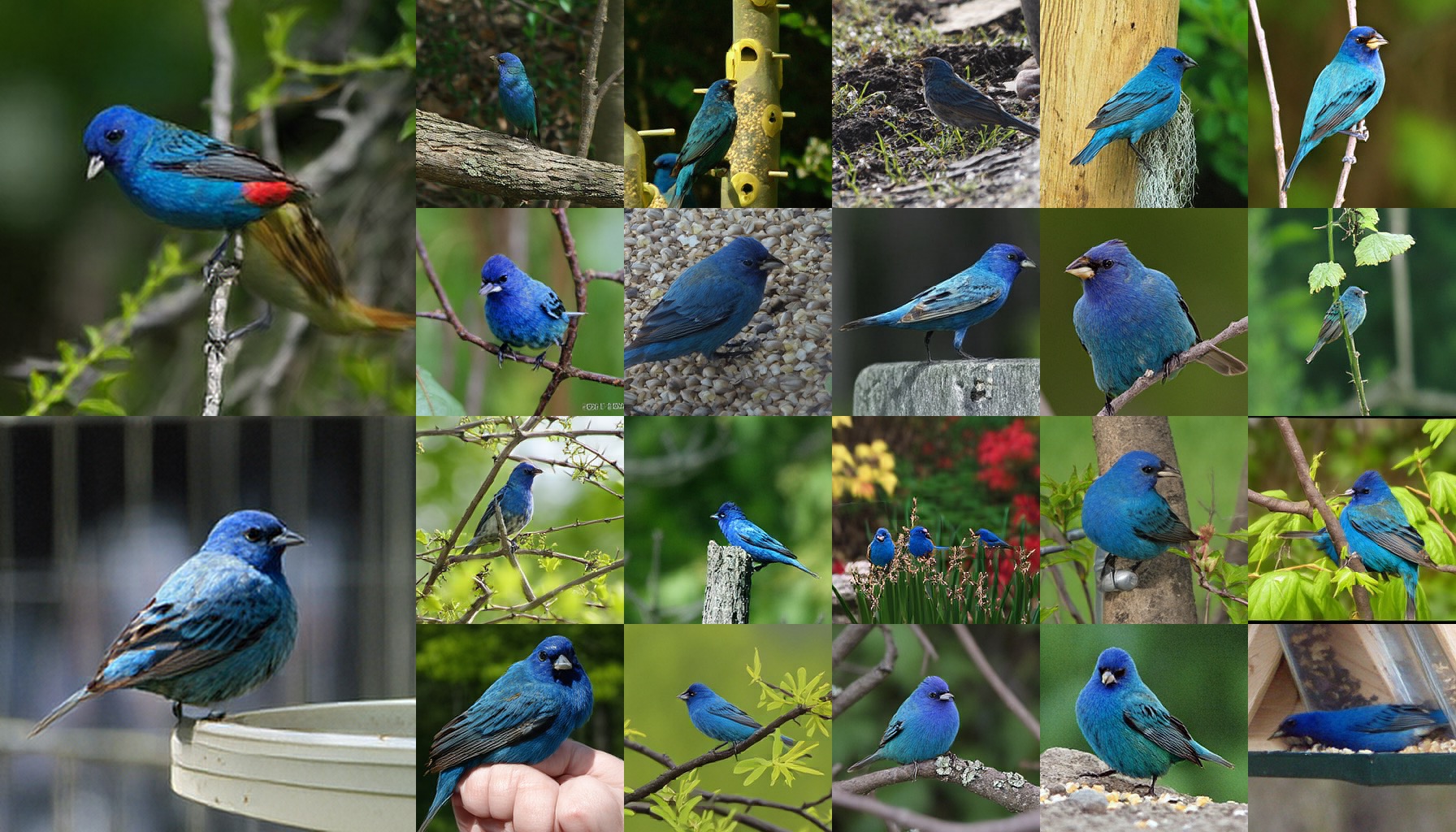 class 0014: indigo bunting