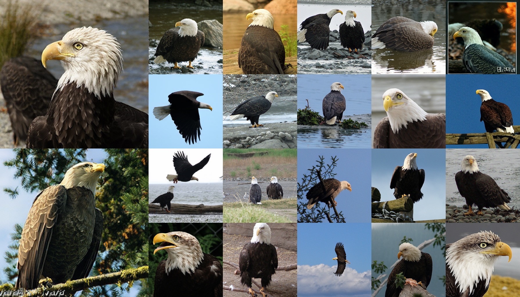 class 0022: bald eagle, American eagle