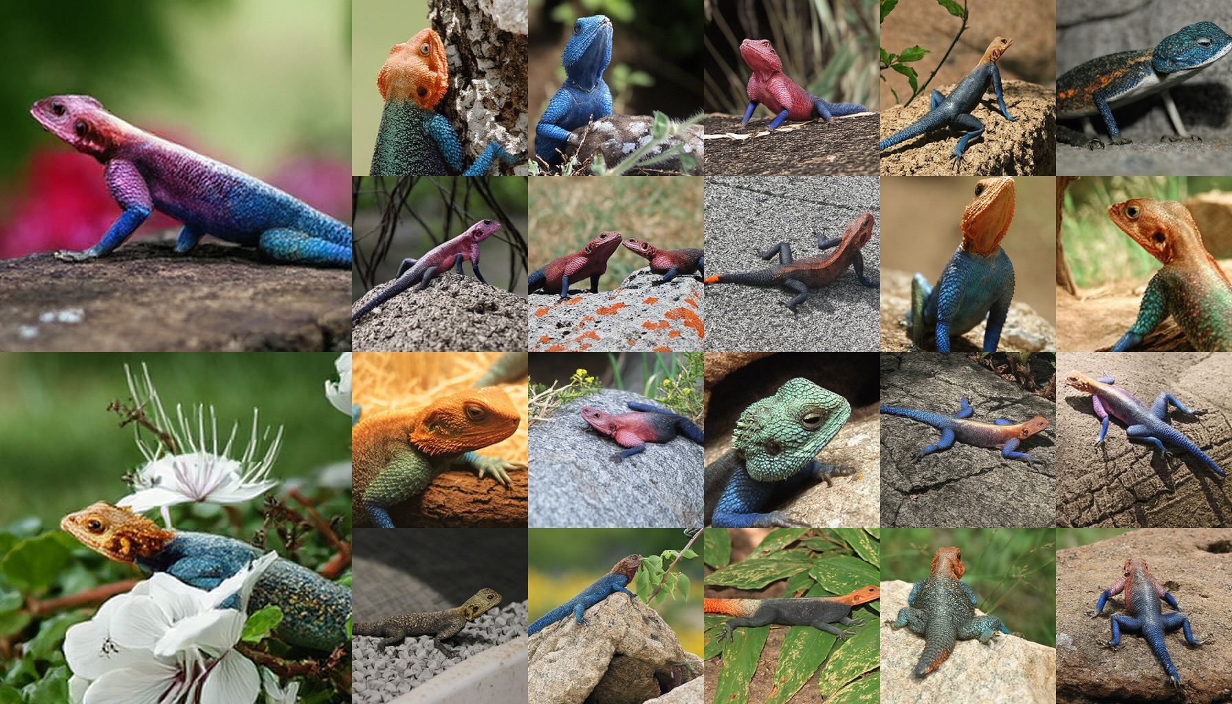 class 0042: agama