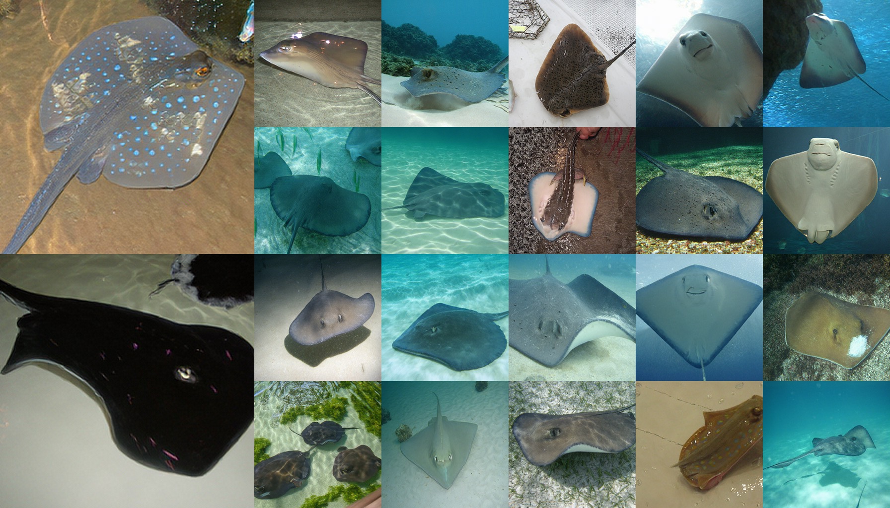 class 0006: stingray